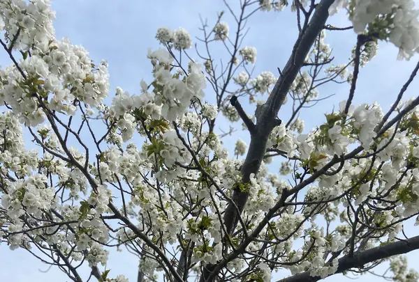 おの桜づつみ回廊の写真・動画_image_1323783