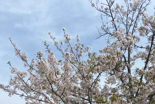 おの桜づつみ回廊の写真・動画_image_1323784