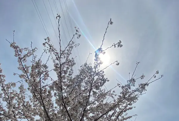 おの桜づつみ回廊の写真・動画_image_1323786