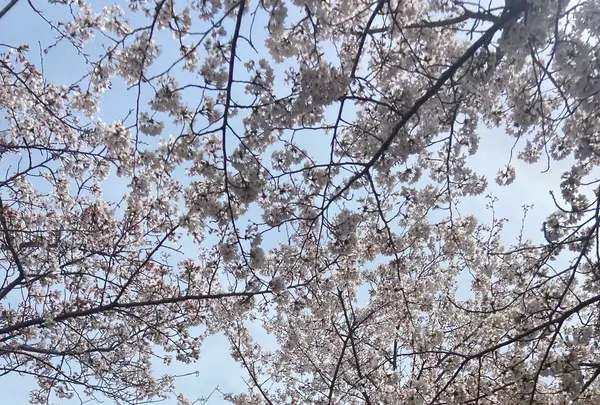 おの桜づつみ回廊の写真・動画_image_1323787