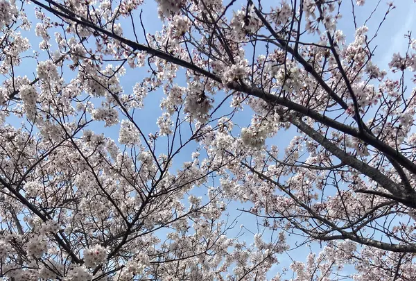 おの桜づつみ回廊の写真・動画_image_1323788
