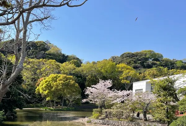 鶴岡八幡宮の写真・動画_image_1324225