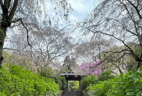 明月院（あじさい寺）の写真・動画_image_1324228