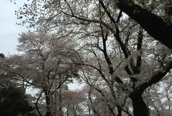 大宮公園