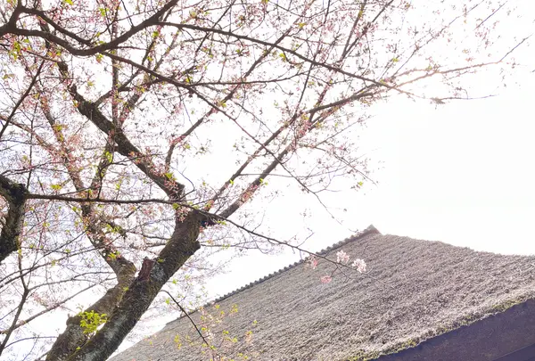 円通寺の写真・動画_image_1327765
