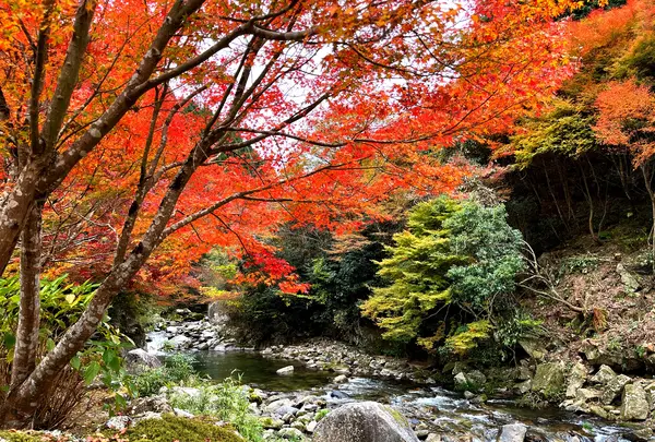 滝ノ口河川公園の写真・動画_image_1327844