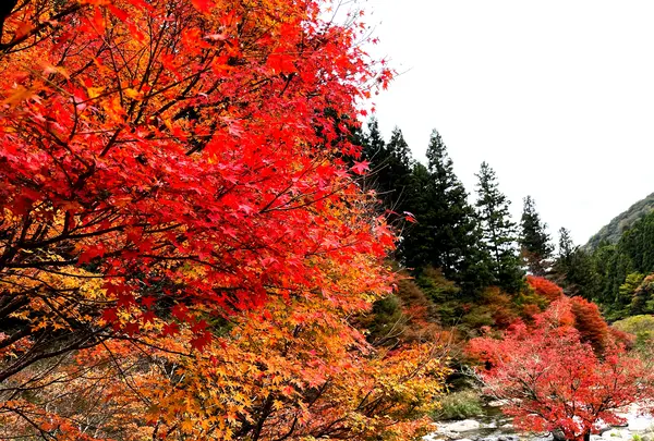 滝ノ口河川公園の写真・動画_image_1327845