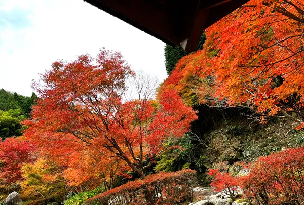 滝ノ口河川公園の写真・動画_image_1327846