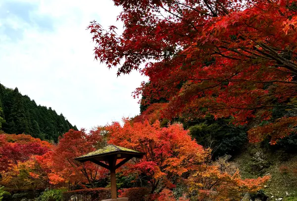 滝ノ口河川公園の写真・動画_image_1327848
