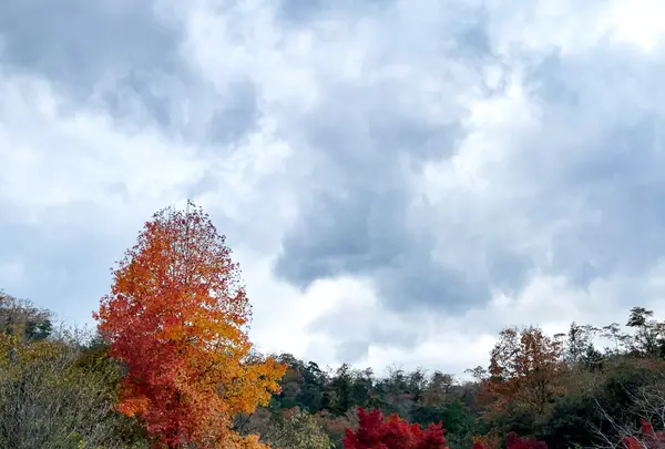 マロンの里交流館の写真・動画_image_1327961