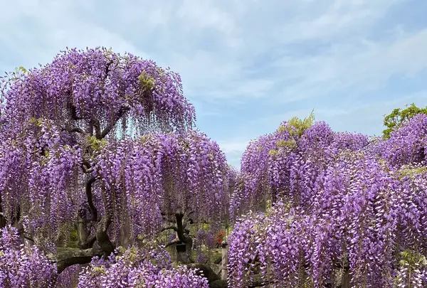 あしかがフラワーパークの写真・動画_image_1330553