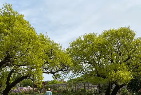 あしかがフラワーパークの写真・動画_image_1330559