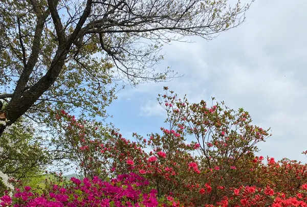 あしかがフラワーパークの写真・動画_image_1330564