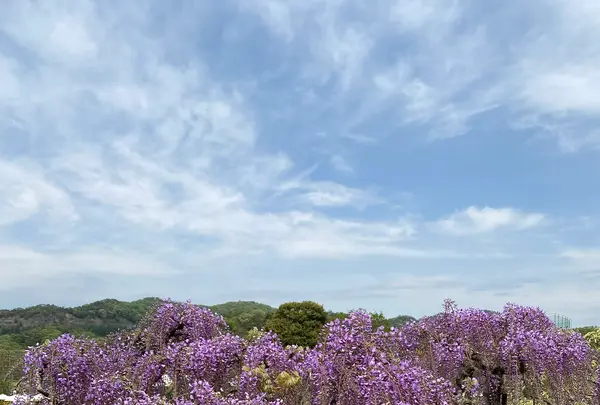 あしかがフラワーパークの写真・動画_image_1330565