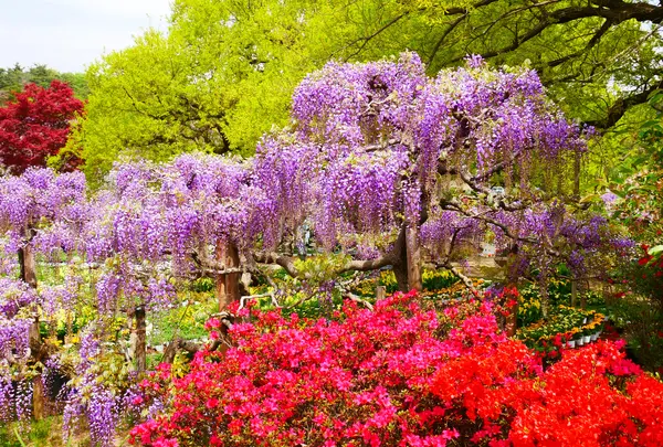 あしかがフラワーパークの写真・動画_image_1330580