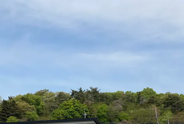あしかがフラワーパークの写真・動画_image_1330592