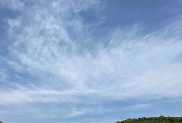 あしかがフラワーパークの写真・動画_image_1330594