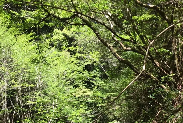豊英大滝（大戸場滝）の写真・動画_image_1333839