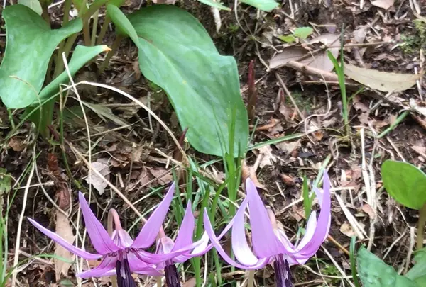 泉自然公園の写真・動画_image_1333841