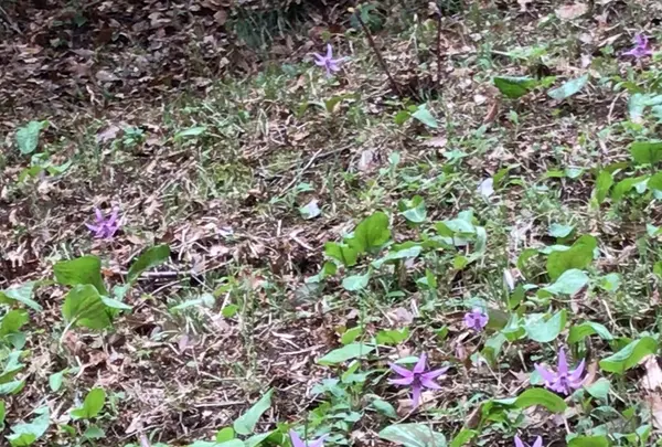 泉自然公園の写真・動画_image_1333842