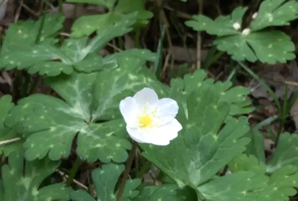 泉自然公園の写真・動画_image_1333843
