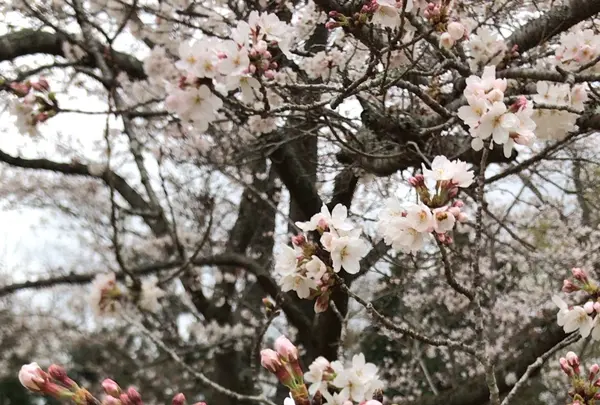 泉自然公園の写真・動画_image_1333845