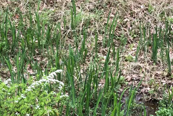 泉自然公園の写真・動画_image_1333846