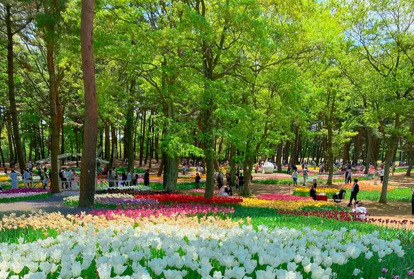 国営ひたち海浜公園の写真・動画_image_1335874