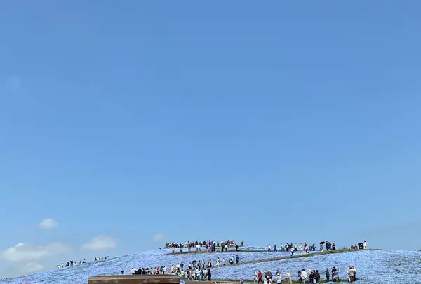 国営ひたち海浜公園の写真・動画_image_1335883