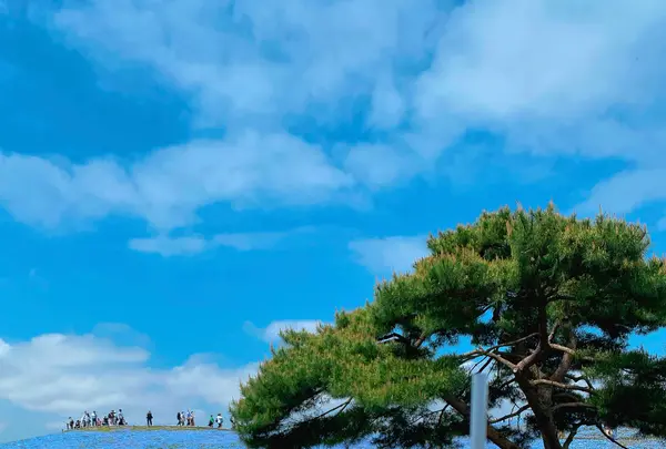 国営ひたち海浜公園の写真・動画_image_1335886