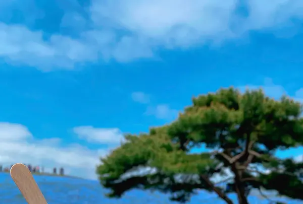 国営ひたち海浜公園の写真・動画_image_1335887