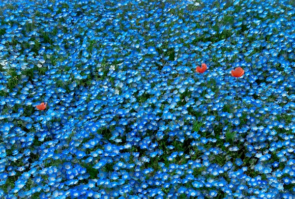 国営ひたち海浜公園の写真・動画_image_1335898