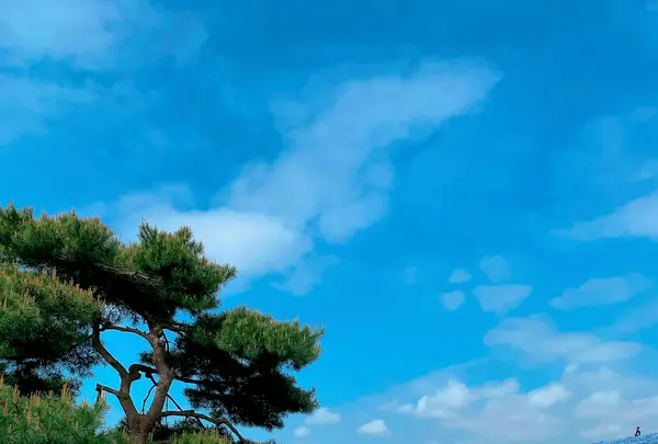 国営ひたち海浜公園の写真・動画_image_1335899