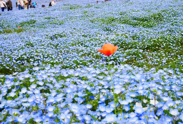 国営ひたち海浜公園の写真・動画_image_1335909