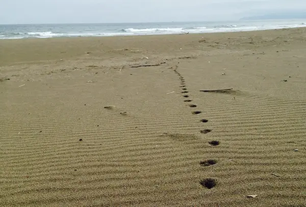 砂浜美術館の写真・動画_image_133732