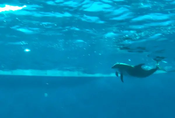 アクアワールド茨城県大洗水族館の写真・動画_image_1345149