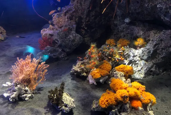 アクアワールド茨城県大洗水族館の写真・動画_image_1345151