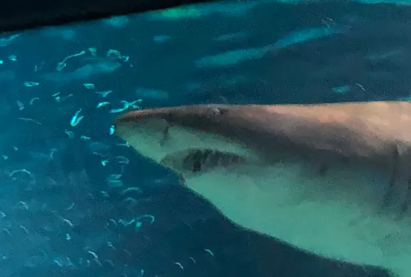 アクアワールド茨城県大洗水族館の写真・動画_image_1345152