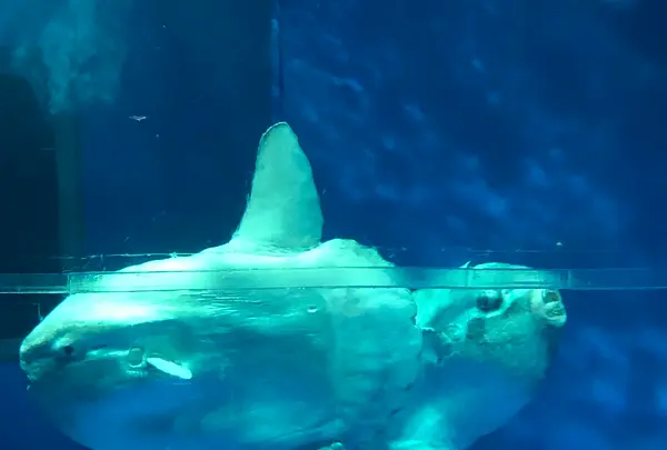 アクアワールド茨城県大洗水族館の写真・動画_image_1345153