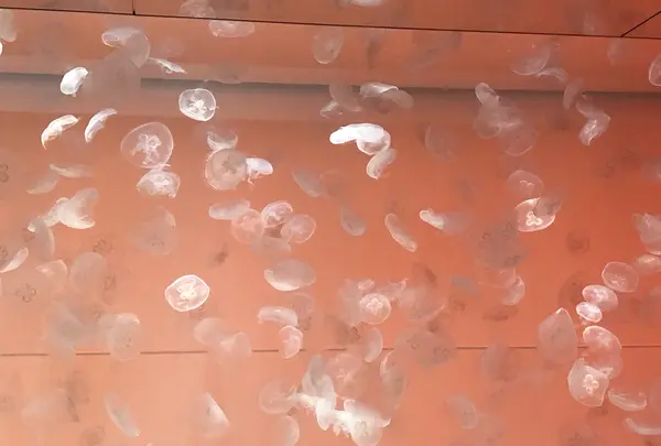 アクアワールド茨城県大洗水族館の写真・動画_image_1345154