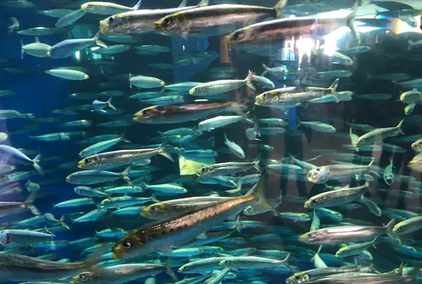 アクアワールド茨城県大洗水族館の写真・動画_image_1345155
