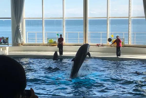アクアワールド茨城県大洗水族館の写真・動画_image_1345156