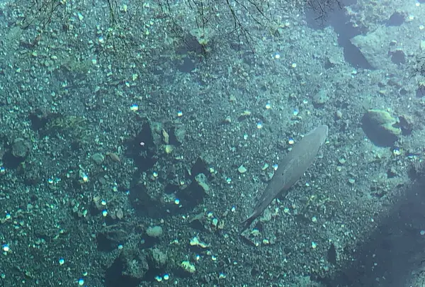 忍野八海の写真・動画_image_1349134