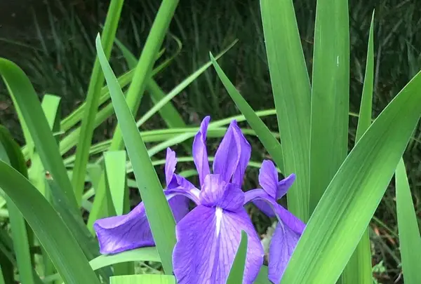 泉谷公園の写真・動画_image_1354888