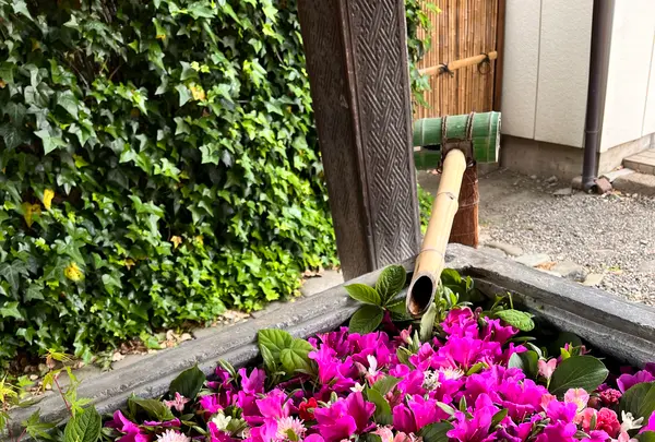 於菊稲荷神社の写真・動画_image_1356631