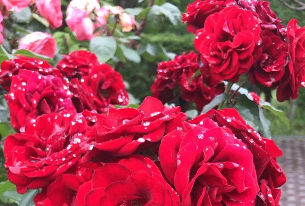 千葉市都市緑化植物園の写真・動画_image_1358684