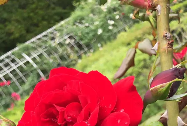 千葉市都市緑化植物園の写真・動画_image_1358685