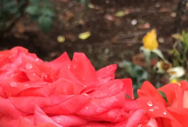 千葉市都市緑化植物園の写真・動画_image_1358686