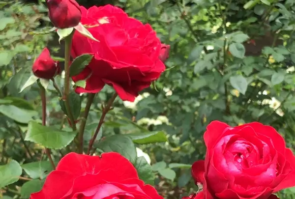 千葉市都市緑化植物園の写真・動画_image_1358687