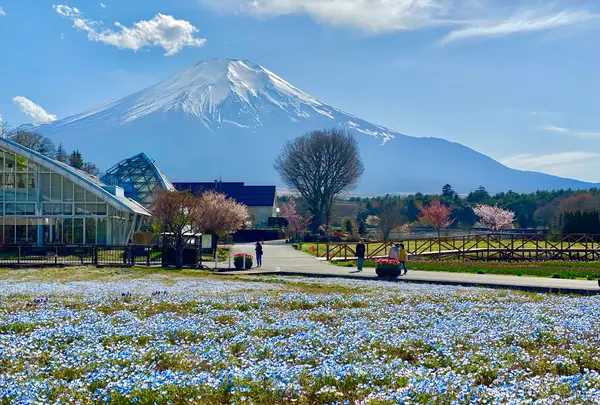 山中湖花の都公園の写真・動画_image_1359024